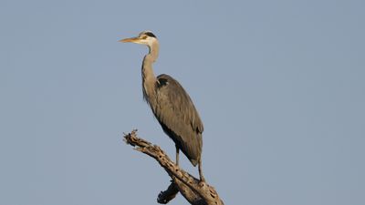 _MG_7608 Gray Heron.jpg