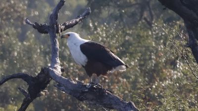 _MG_7800 African fish eagle.jpg