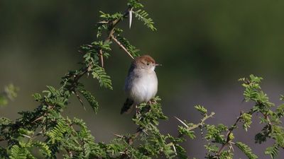 _MG_7855 Piping cisticola.jpg