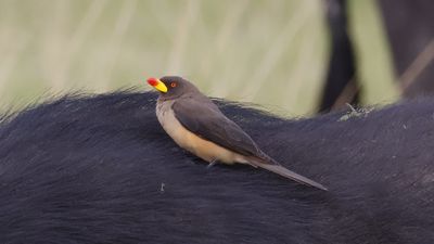 _MG_3947 Yellow-billed oxpecker.jpg