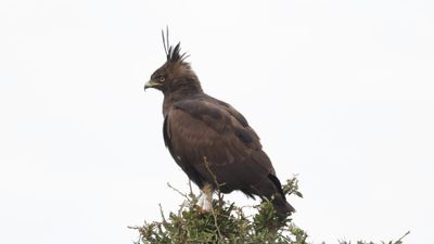 _MG_5362 Long-crested eagle.jpg