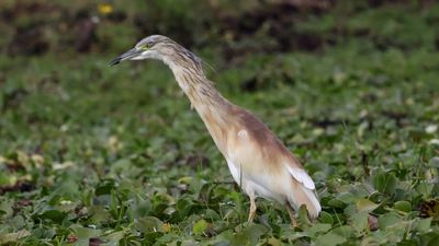 _MG_5696 Squacco Heron.jpg