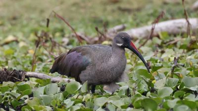 _MG_5803 Hadada Ibis.jpg