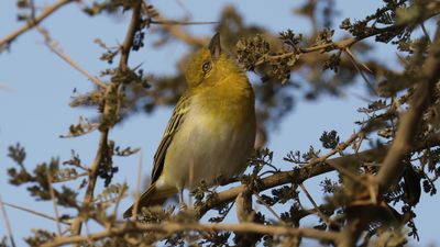 _MG_6039 Lesser Masked Weaver.jpg