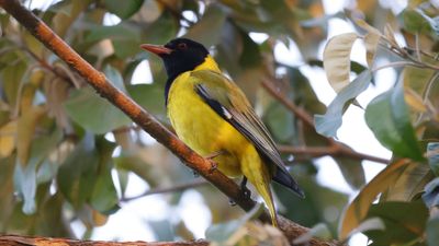 _MG_6936 African Black-headed Oriole.jpg