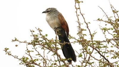 _MG_7118 White-browed coucal.jpg