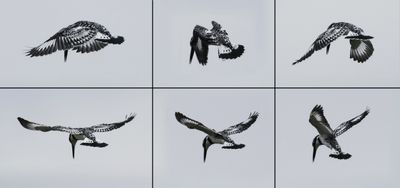 Kingfisher Merged.jpg