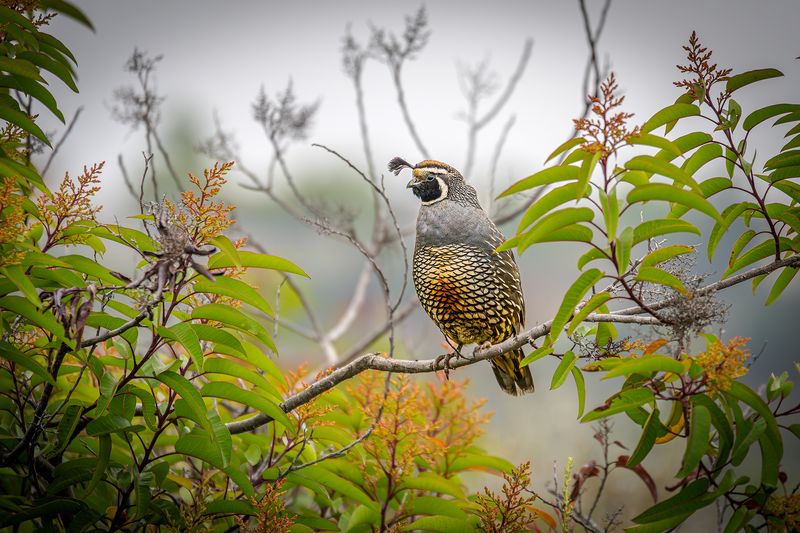 Quail on a morning hike