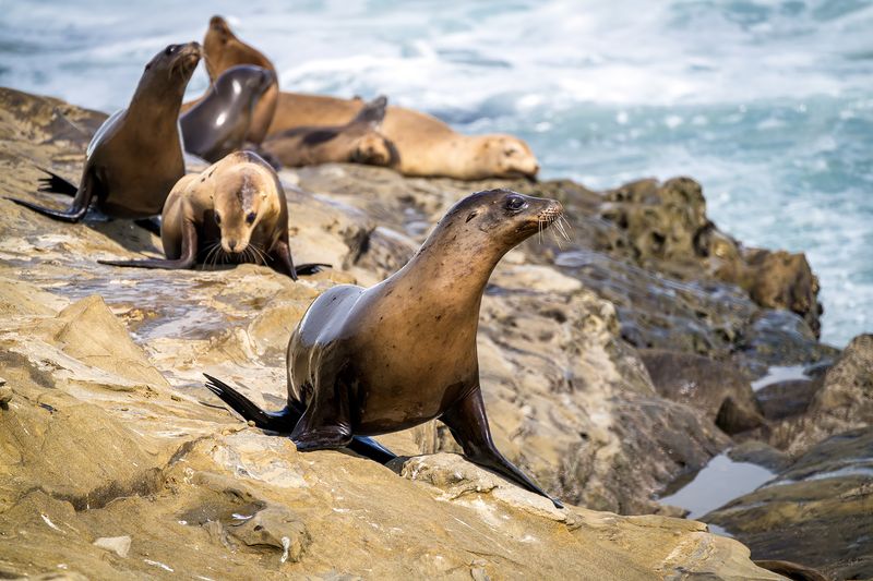 La Jolla Seal