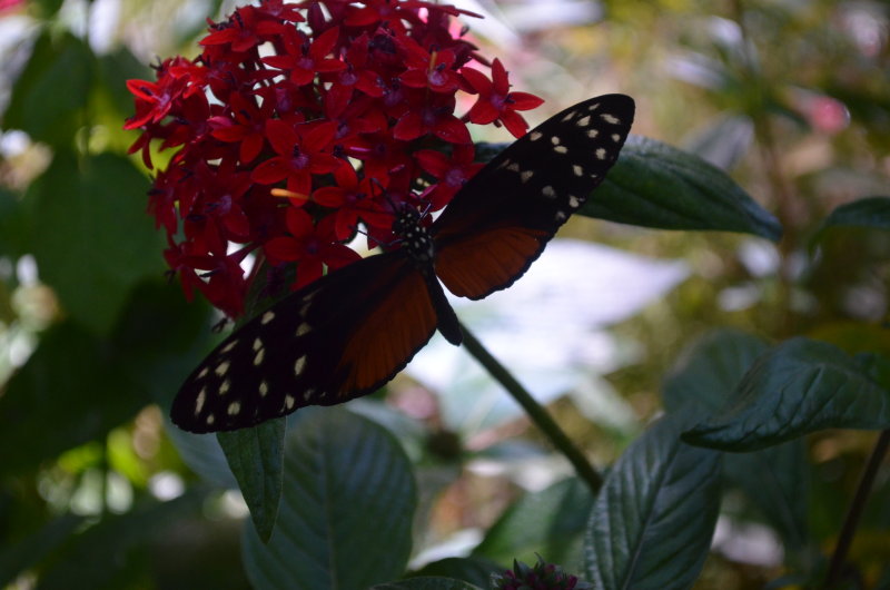 DSC_0072.JPG