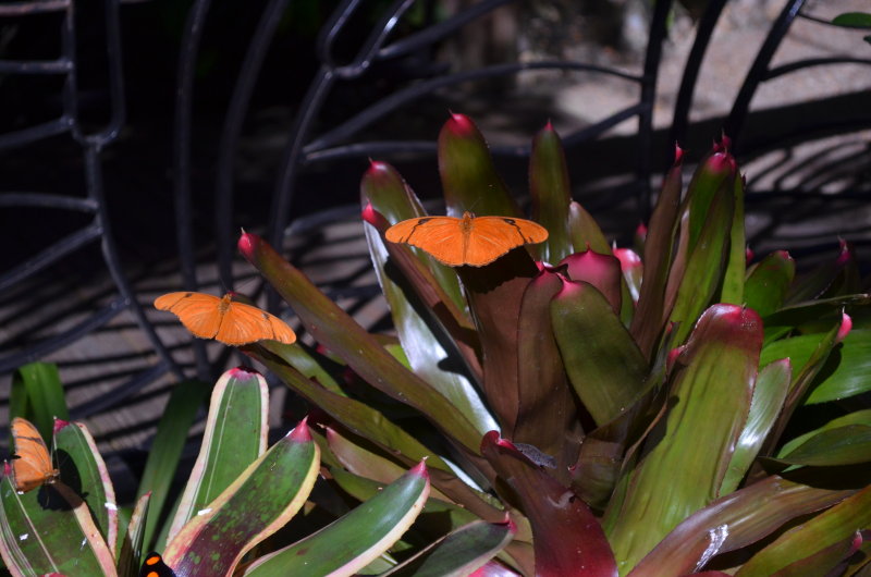 Julia             Dryas iulia