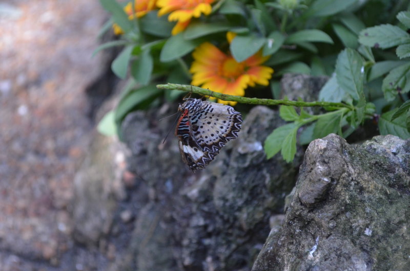 DSC_0143.JPG