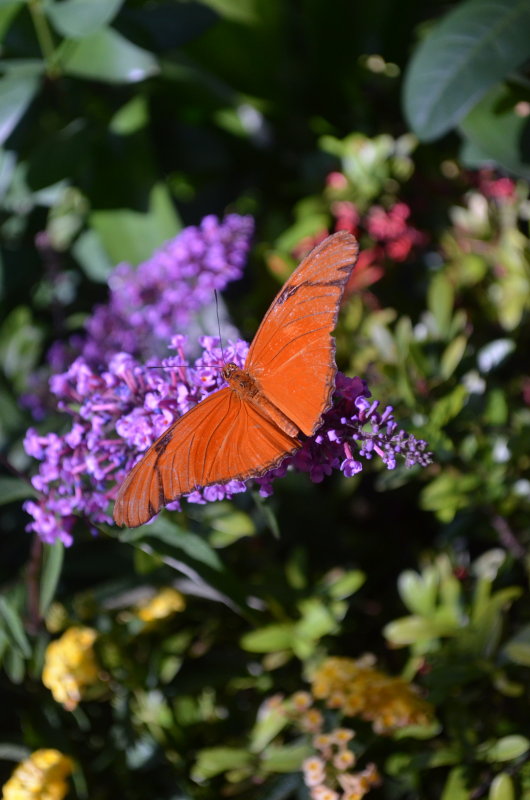Julia        Dryas uilia