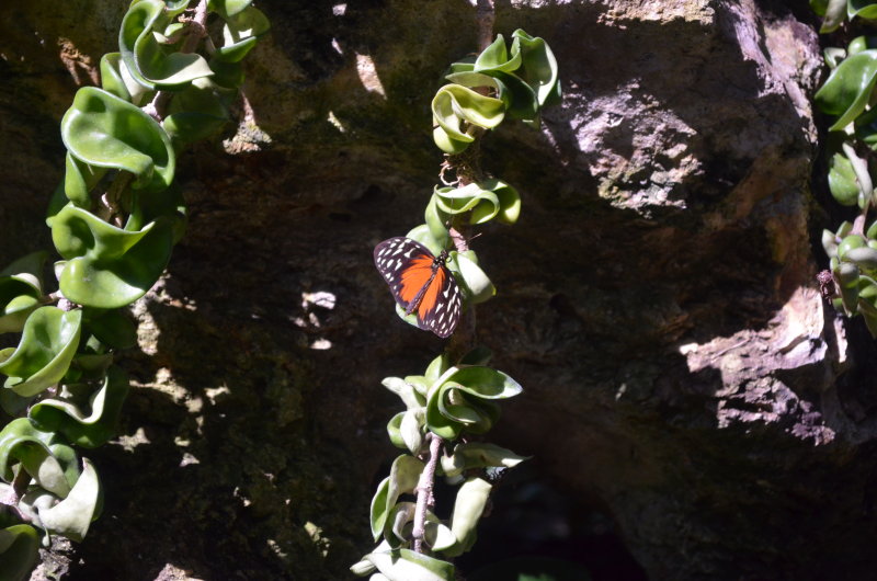 DSC_0171.JPG