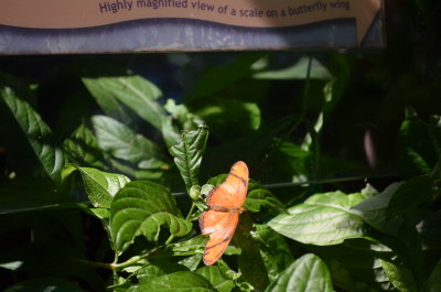  Butterfly Rainforest Gainesville, Florida