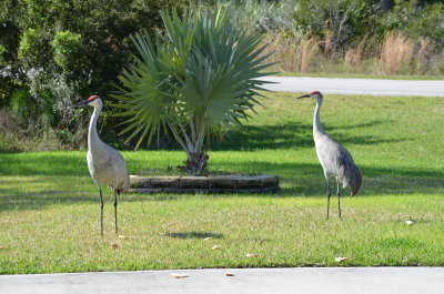 I am standing in my garage.  The cranes are in my front yard about 30 feet outside my garage.