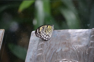 DSC_0089.JPG