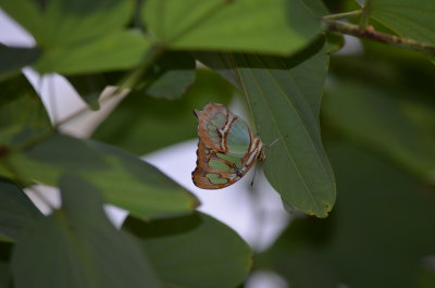 DSC_0126.JPG