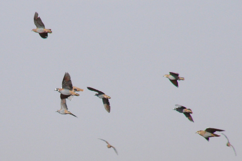 Flock Bronzewing