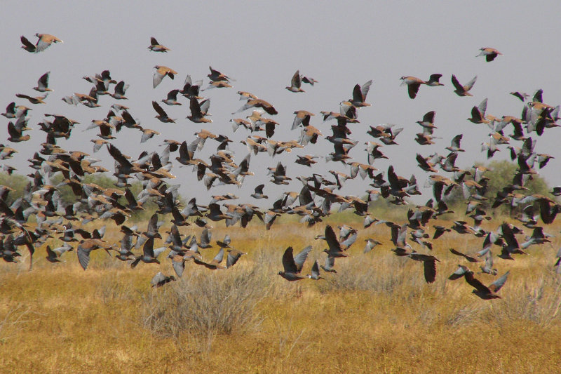 Flock Bronzewing