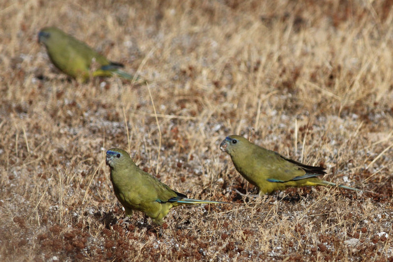 Rock Parrot