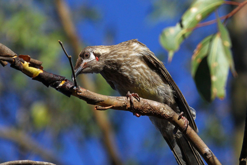 Little Wattlebird