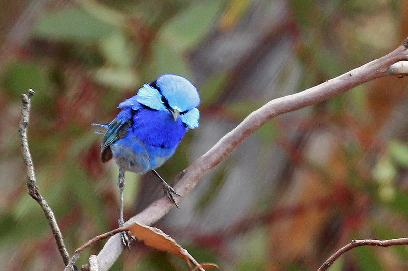Splendid Fairy-wren