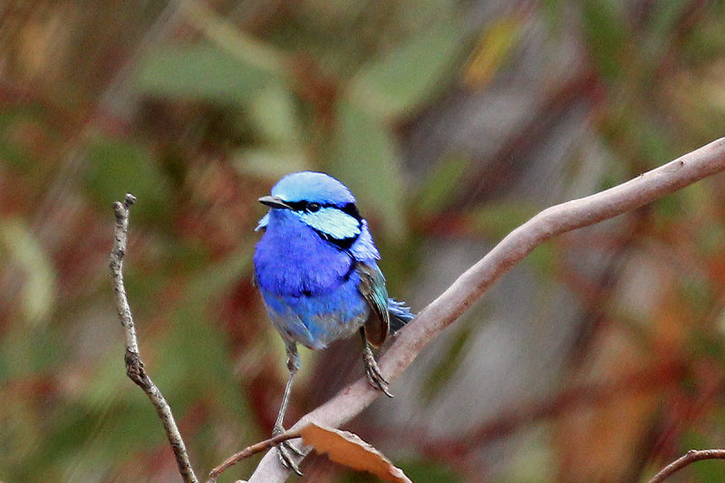 Splendid Fairy-wren
