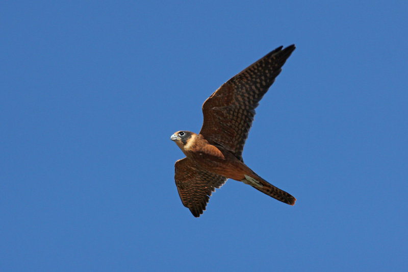 Australian Hobby