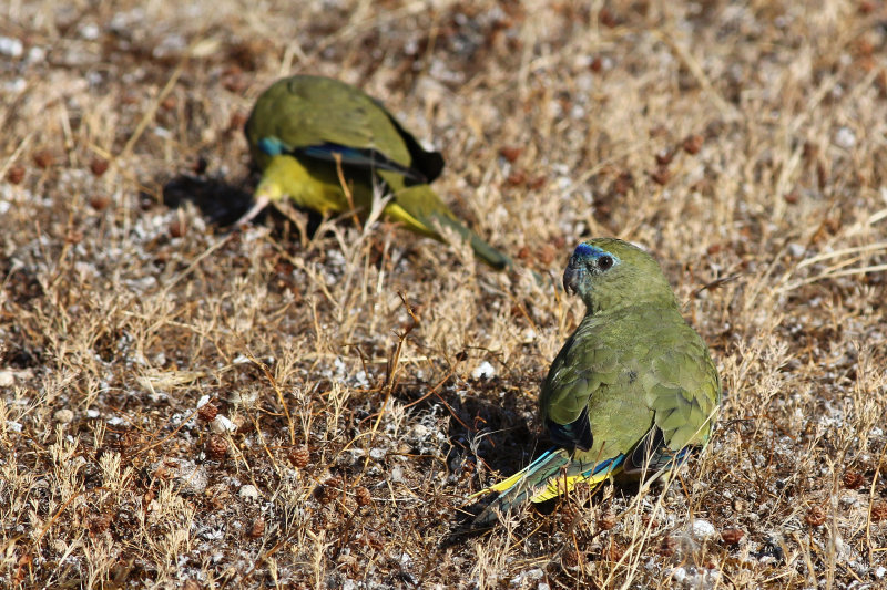 Rock Parrot