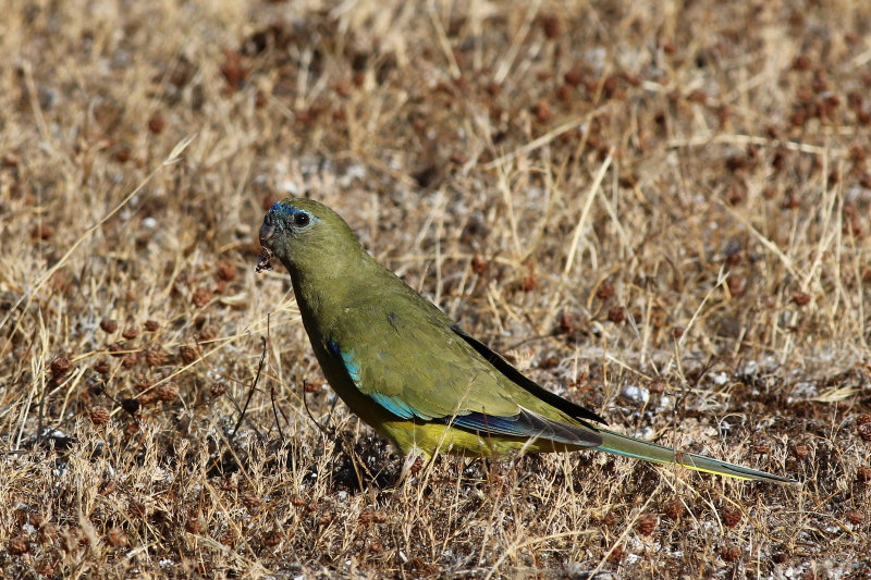Rock Parrot