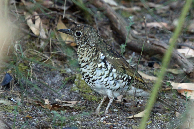 Bassian Thrush