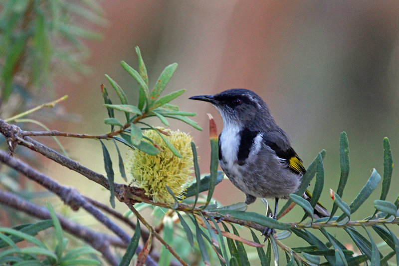 Crescent Honeyeater