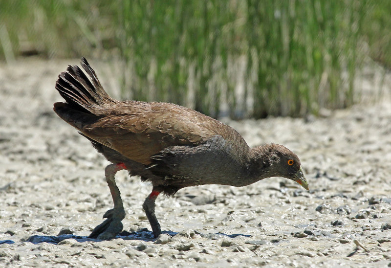 Black-tailed Native-hen