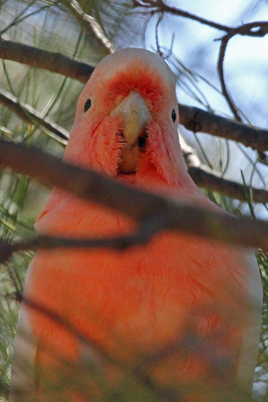 Major Mitchells Cockatoo