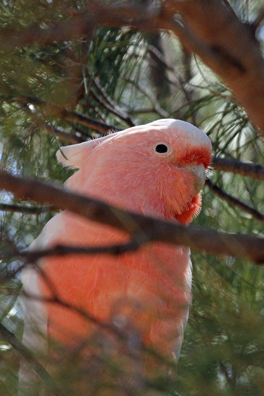 Major Mitchells Cockatoo