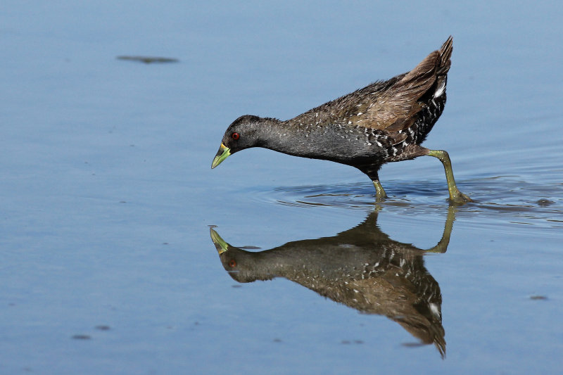 Australian Spotted Crake