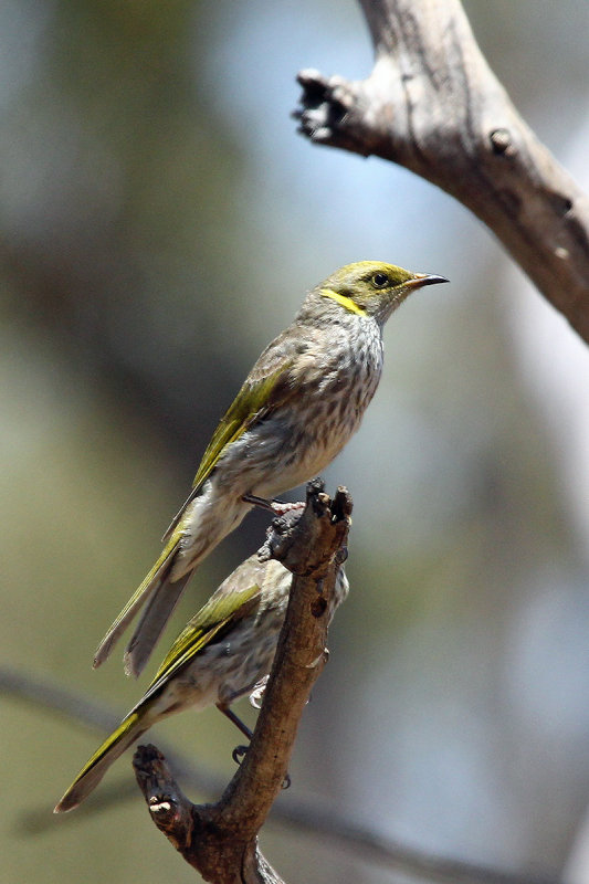 Yellow-plumed Honeyeater