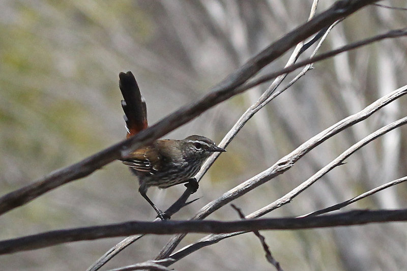 Shy Heathwren