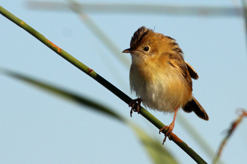 Golden-headed Cisticola