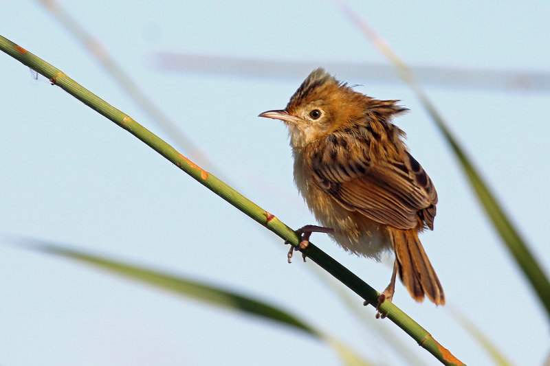 Golden-headed Cisticola