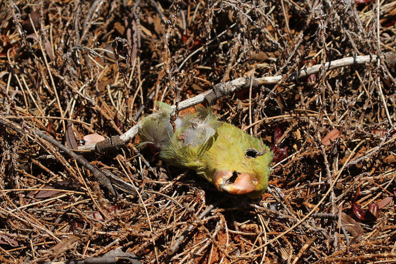 Regent Parrot