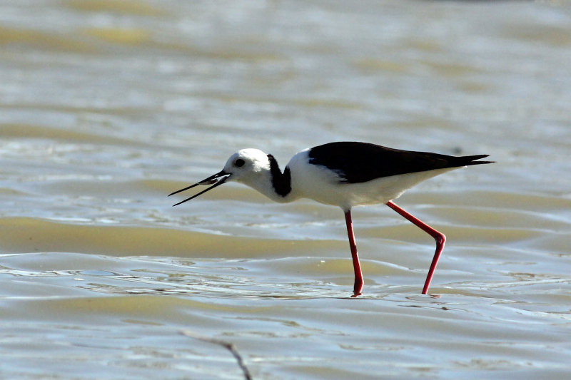 Black-winged Stilt
