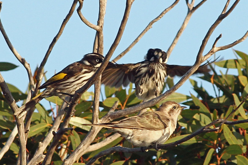 Horsfields Bronze-cuckoo with New-Holland Honeyeaters