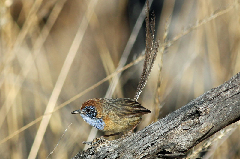 Mallee Emu-wren
