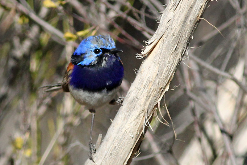 Blue-breasted Fairy-wren