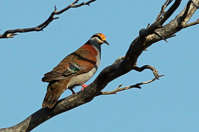 Brush Bronzewing