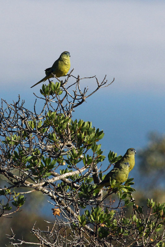 Rock Parrot