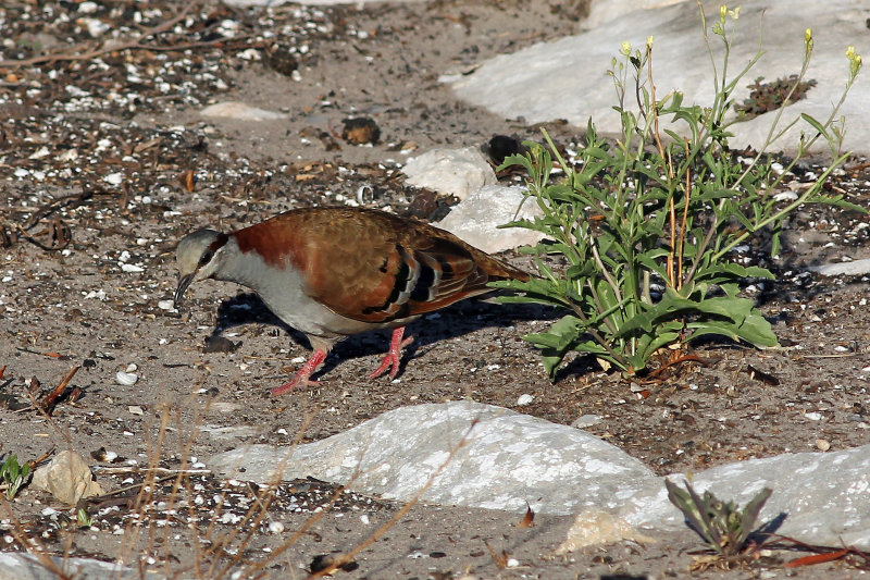 Brush Bronzewing