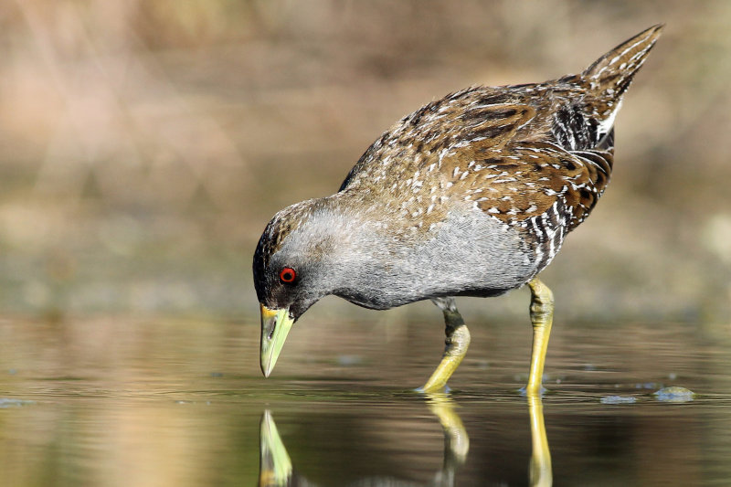 Australian Spotted Crake